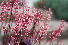 Spring Flowers Pink