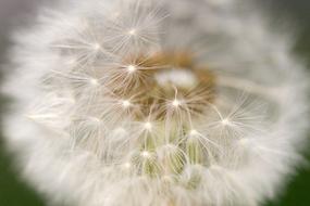 Dandelion Cream Of Society Macro