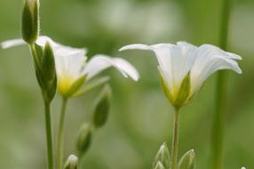 Close-up of the beautiful, blooming, white, yellow and green flowers in spring