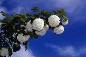 Prachtspiere Spiraea Vanhouttei