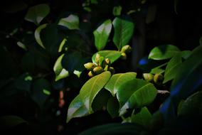 Japonica Buds Tree geen