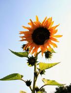 Yellow Sunflower Flower