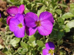 Aubrieta, Rock Cress in bloom