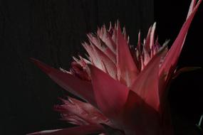 Flowers Tropical