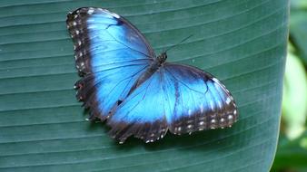 Blue Butterfly Morpho Wings