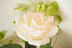 Rose Rosaceae Pink