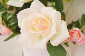 Rose Rosaceae Pink