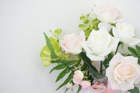 Rose Rosaceae Pink