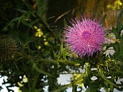 Thistle Flower Purple green