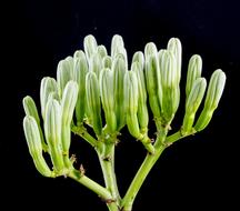 Agave Flower black background