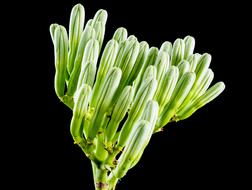 photo of agave flower on black background