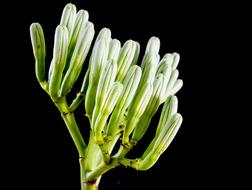 Agave Inflorescence Blossom black background