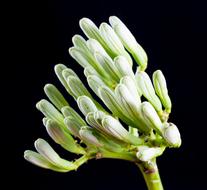 agave flower close up on black background