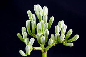 Agave Flower Inflorescence beautiful black background