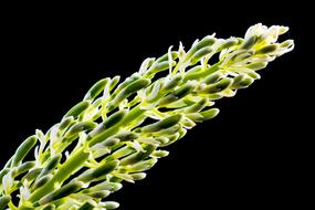 Flower Panicle Green black background