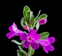 beautiful purple flowers at black background