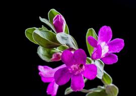 purple Wild Flower at black background close up