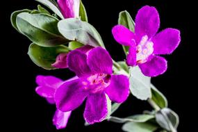 plant with purple Flowers at black background