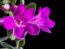 purple green Wild Flower beautiful black background