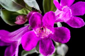 Wild Flowers beautiful black background