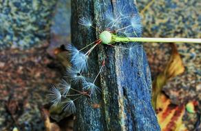 Dandelion Seeds