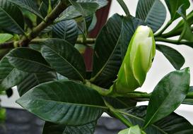 Gardenia Bud Jasminoides