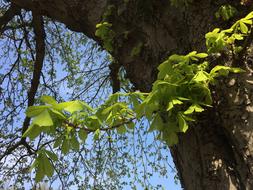 green chestnut leaves on a branch