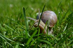 Snail Mollusk