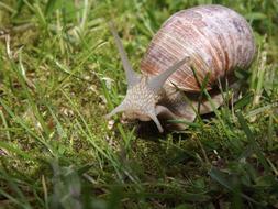 Snail Mollusk