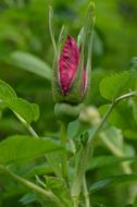 Hibsikus Blossom pink green