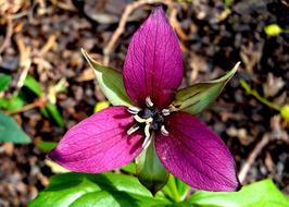 bright purple flower with three petals close up