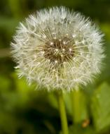 wild fluffy dandelion