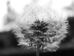 Macro view of Dandelion fluff