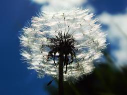 Sky Dandelion Fluff