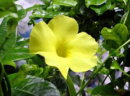 Wild Yellow Mandevilla close-up