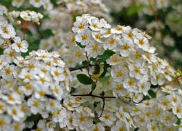 Bush Spiere white Blossom