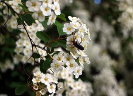 Bush Spiere Blossom white