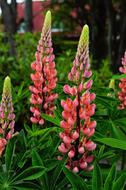 Close-up of the beautiful and colorful, blossoming plants, with the flowers, among the green leaves