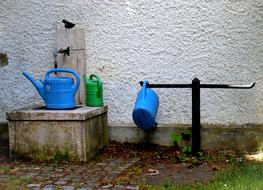Watering Hole Can Pot