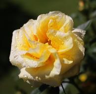 Flower Blossom and water drops