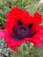 Early Summer Flower Red purple