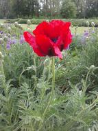 Early Summer Blossom