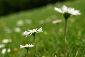 daisies on a green meadow in a blurry background