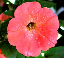 Flower Blossom pink water