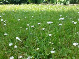 daisies on a green meadow in summer