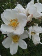 Early Summer Flowers White Bush