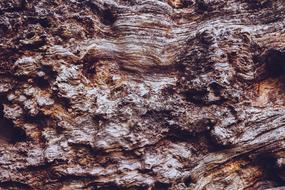 Bark Tree Wood