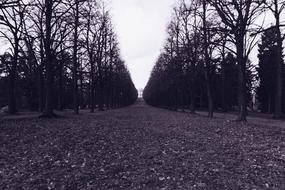 Boulevard Alley Trees Black And