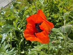 Red Poppy Flower in Meadow