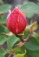 pink rose bud in the garden on a blurred background